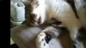 Кот уехал - смотреть видео (0:15)