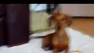 Такса улыбается - смотреть видео (0:06)