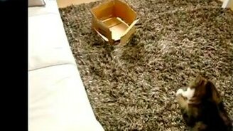 Замедленные прыжки Мару - смотреть видео (1:55)