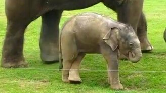 Борьба слонёнка с хоботом - смотреть видео (1:44)